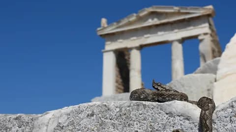 The animals saved in Greece's ancient accidental 'arks' - Featured Image