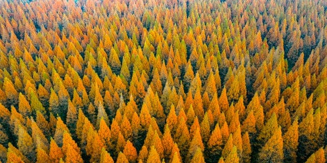 China Planted 78 Billion New Trees—and Seriously Messed Up Its Water Cycle - Featured Image