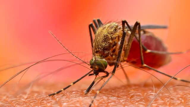 Mosquitoes’ thirst for human blood has increased as biodiversity loss worsens - Featured Image