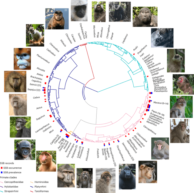 Ecological and social pressures drive same-sex sexual behaviour in non-human primates | Nature Ecology & Evolution - Featured Image