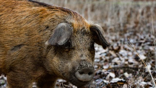 Fukushima’s Radioactive "Super-Boars" are Using a Genetic Cheat Code to Take Over - A-Z Animals - Featured Image