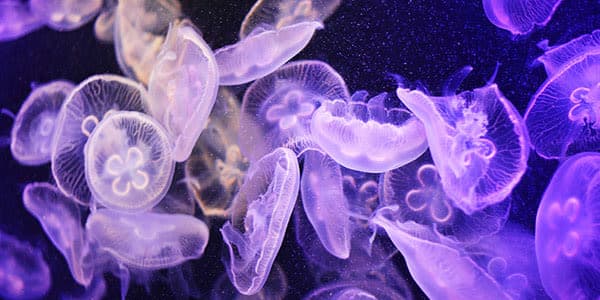 8 renewable energy sources you've never heard of | Opus Energy - Featured Image