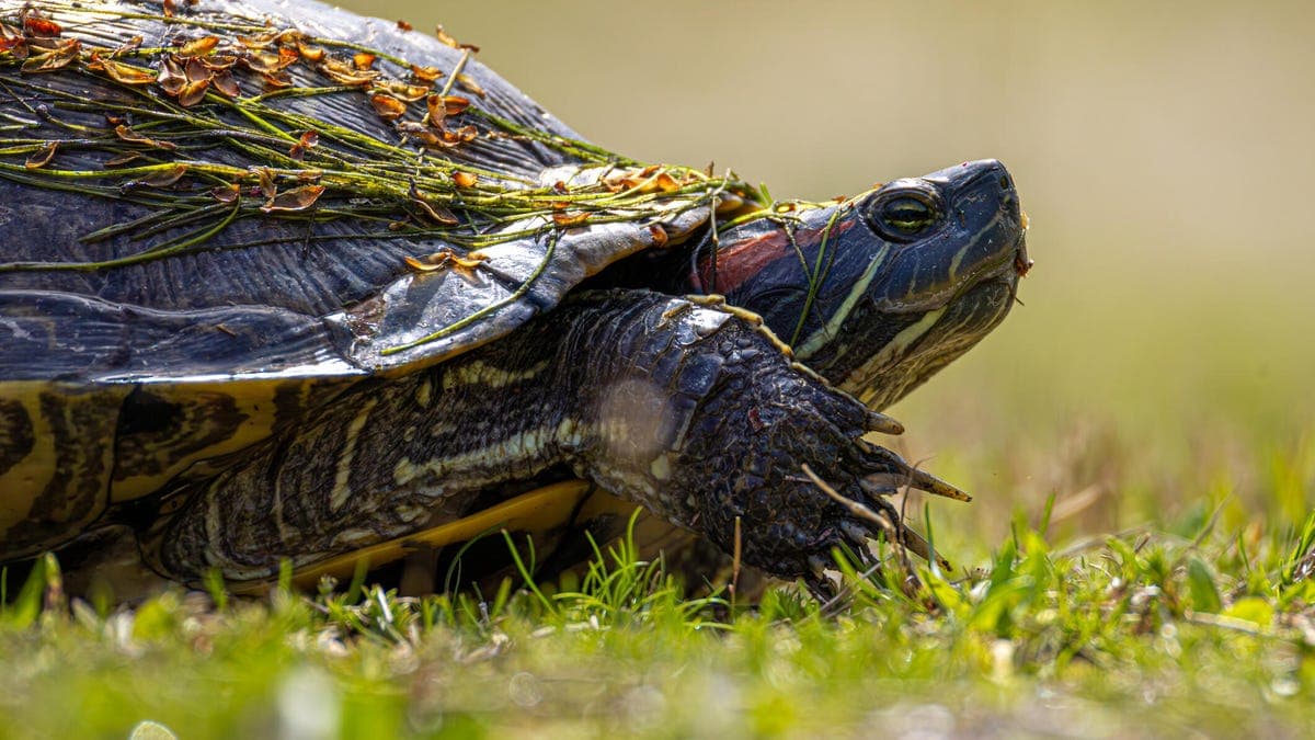 Why my favorite Linux distro is slowing down - and I'm thrilled about it | ZDNET - Featured Image