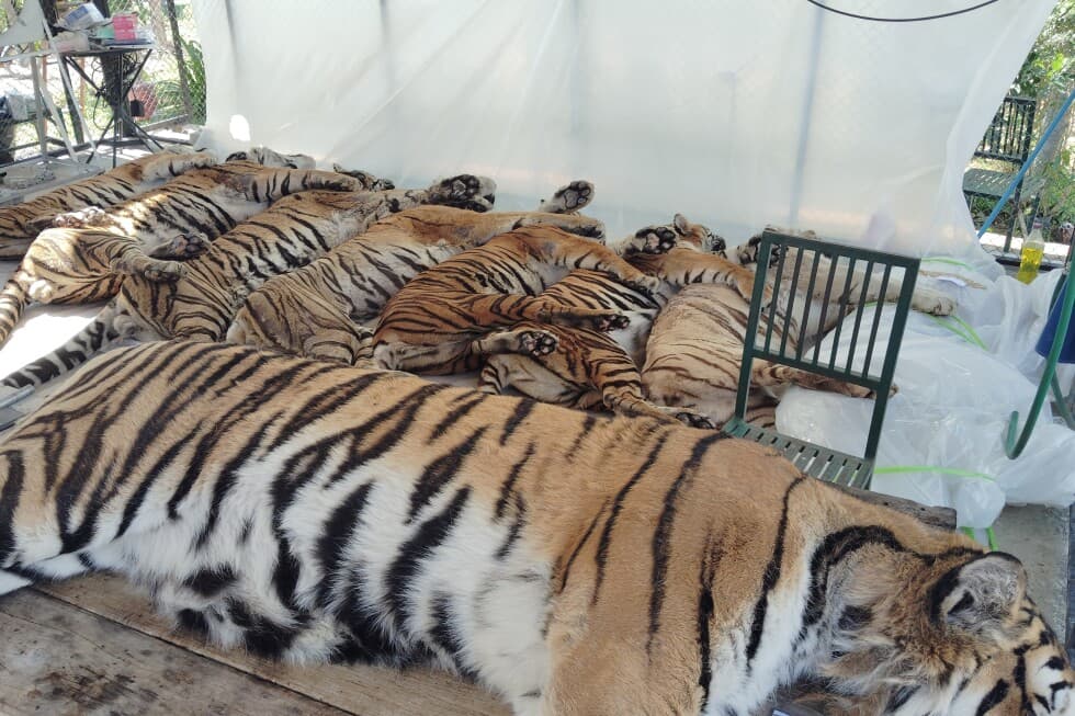 Thai officials say 72 tigers at tourist parks died of canine distemper, allaying bird flu fears | AP News - Featured Image