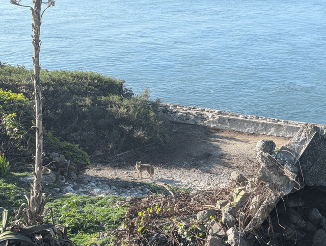 Wily coyote who swam to Alcatraz gets ‘much fatter’ on prison island diet - Featured Image