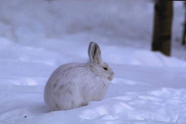 How Extreme Winter Weather Can Affect Wildlife - Cool Green Science - Featured Image