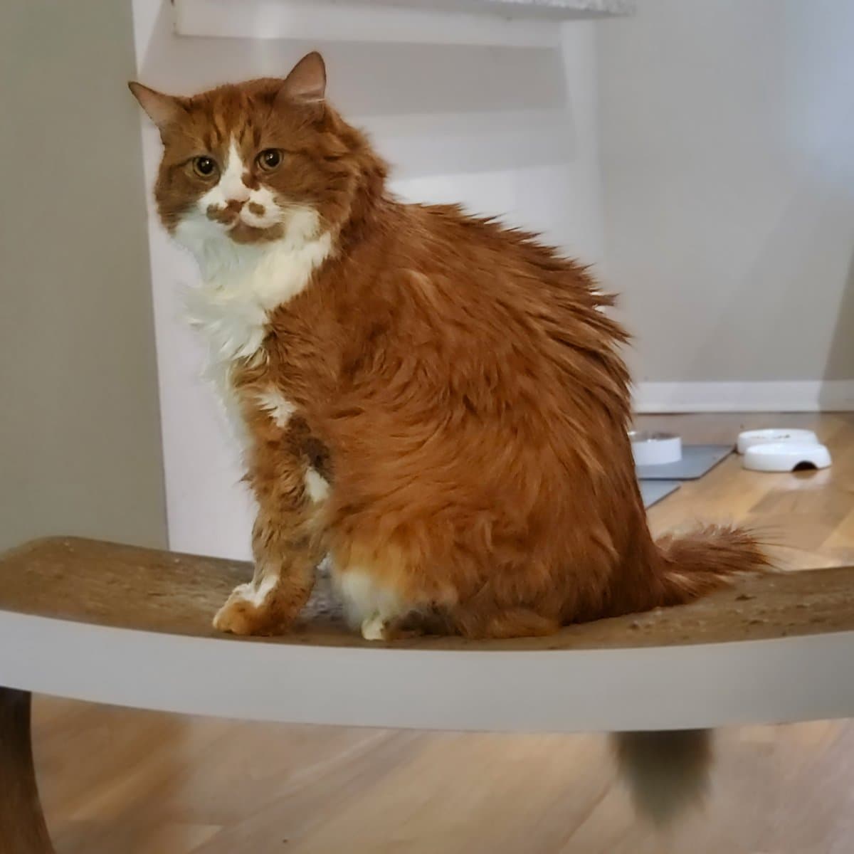 Sandal, a large fluffy orange-and-white cat, sits upright on a curved cardboard scratcher, staring directly at the camera with a serious expression.