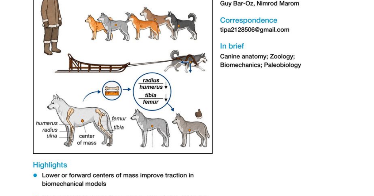 Ancient Inuit dogs' short legs may have aided sledding · Digg