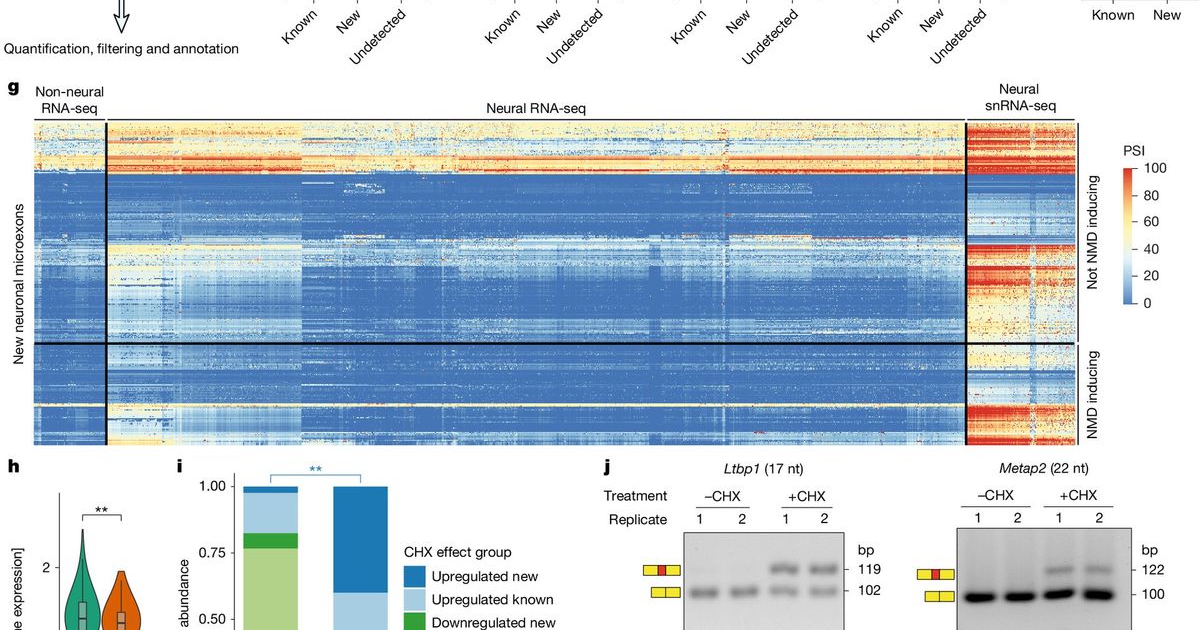 Microexon code flags autism-linked variants predicted to alter RNA ...