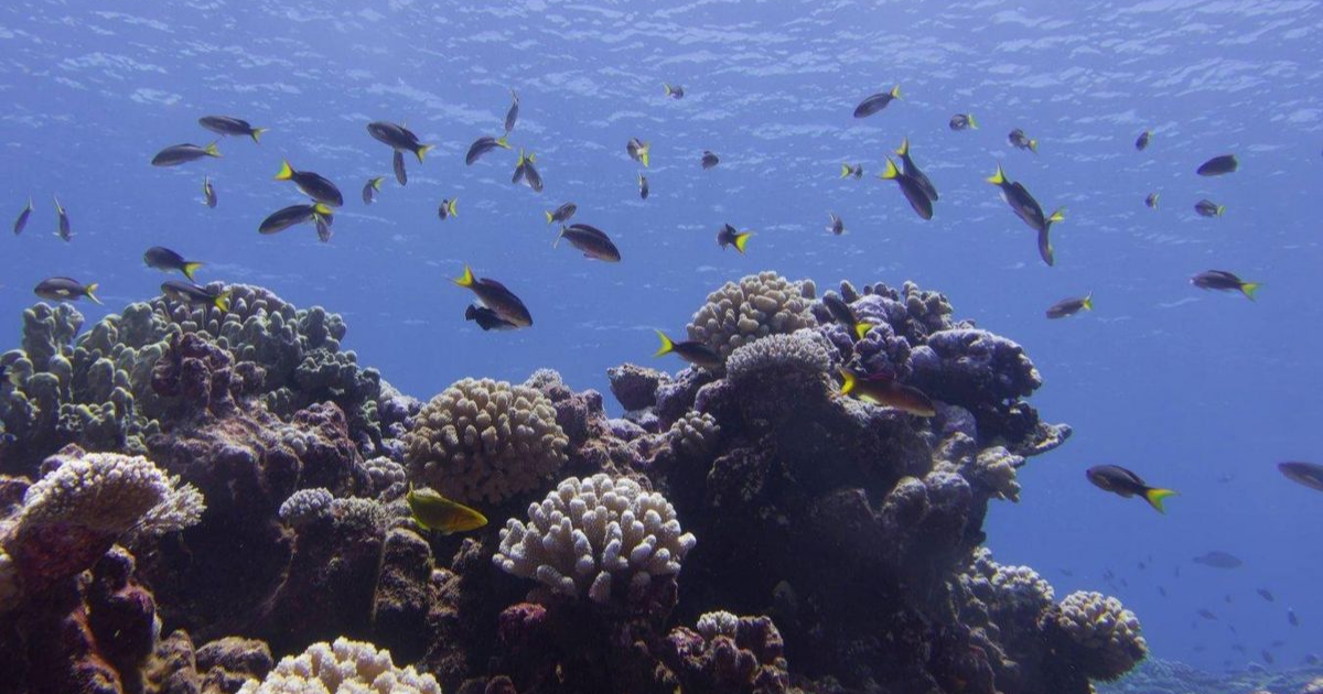 96% of assessed shallow-water coral reef ecosystems face critical ...