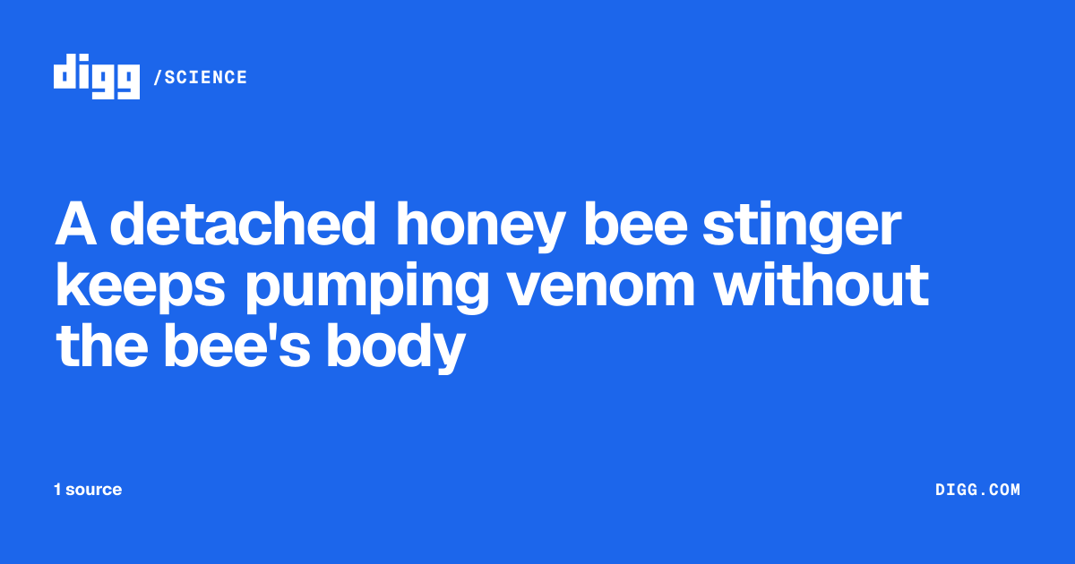A detached honey bee stinger keeps pumping venom without the bee's body ...