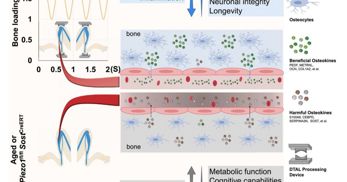 Bone's force sensing reportedly extends lifespan in an experimental ...