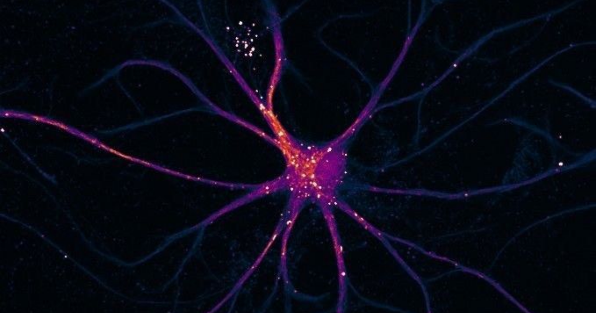 Neurons are claimed to communicate through quantum entanglement · Digg