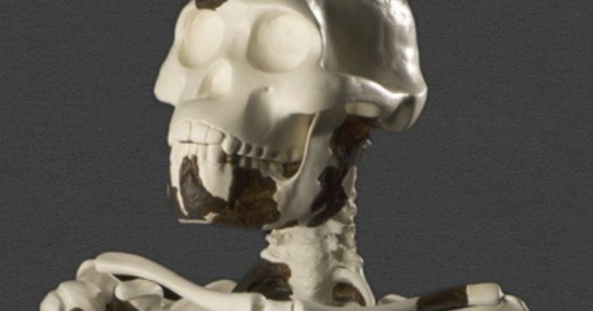 Hominin finds challenge Lucy’s place in the human family tree · Digg