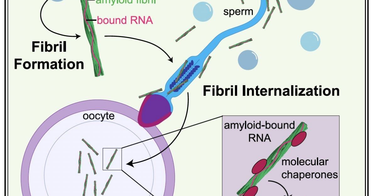 Amyloid fibers reportedly ferry RNA into sperm in experiments · Digg